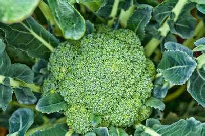 Harnessing Nature's Power: Magic Infused Green Broccoli Seeds for Sustainable Living